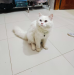 Persian cat